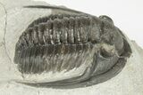 Proetid (Diademaproetus) Trilobite - Morocco #204499-3